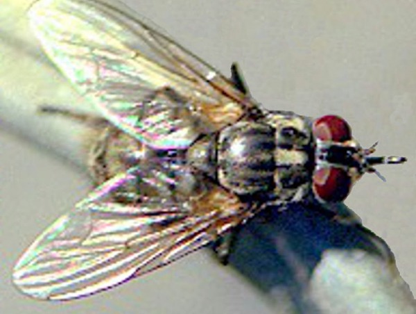 mosca de los establos, Stomoxys calcitrans