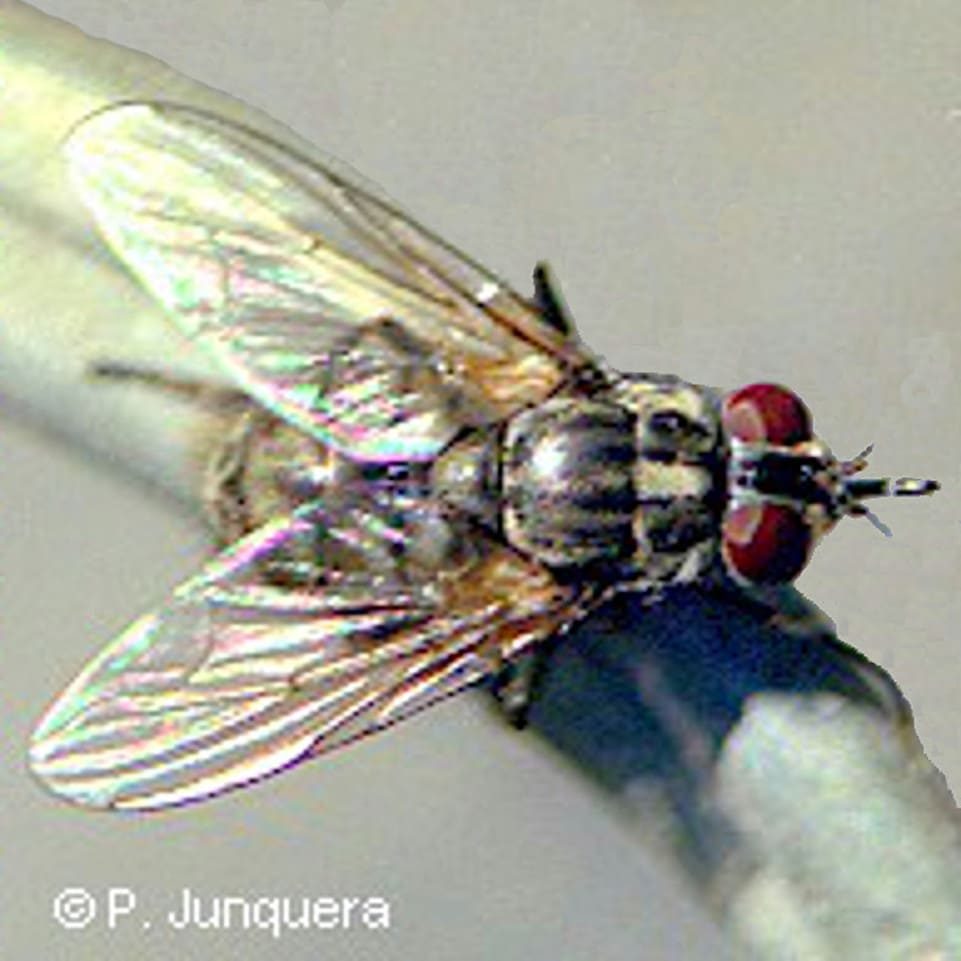 mosca de los establos, Stomoxys calcitrans