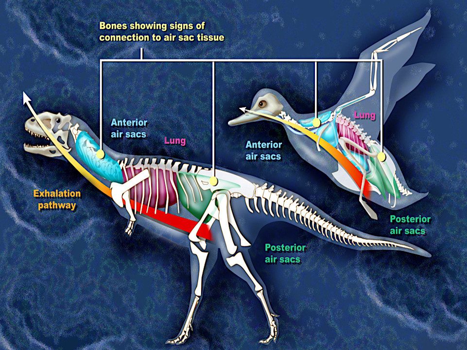 Origen evolutivo del sistema respiratorio de la gallina con sacos aéreos