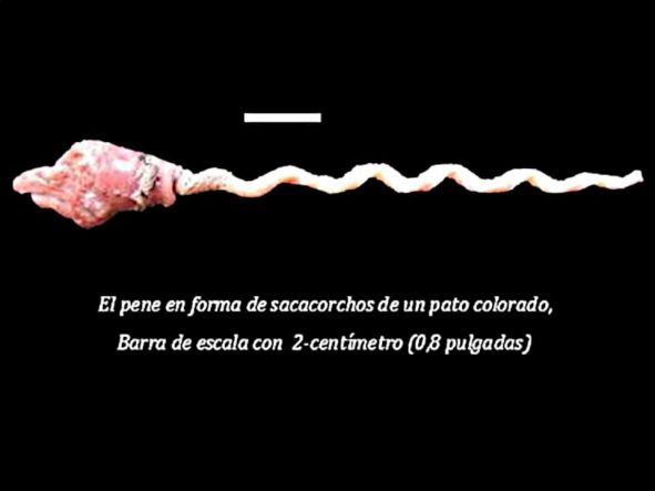 Gallina Castellana Negra: Aves Con Penes O Falo