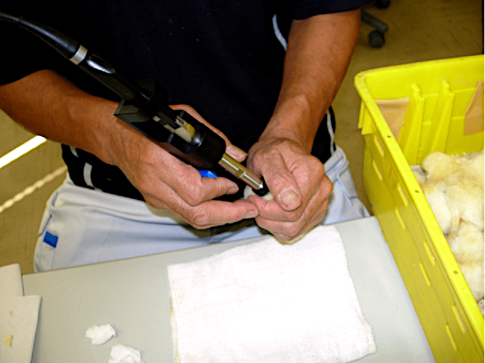 Técnico realizando el sexado con el endoscopio