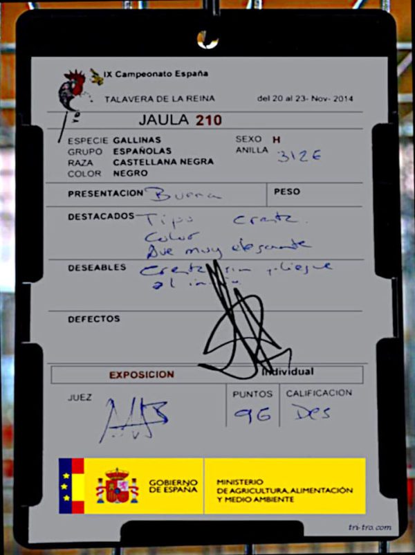 Plantilla correspondiente a la gallina castellana negra ganadora del campeonato de España 2014