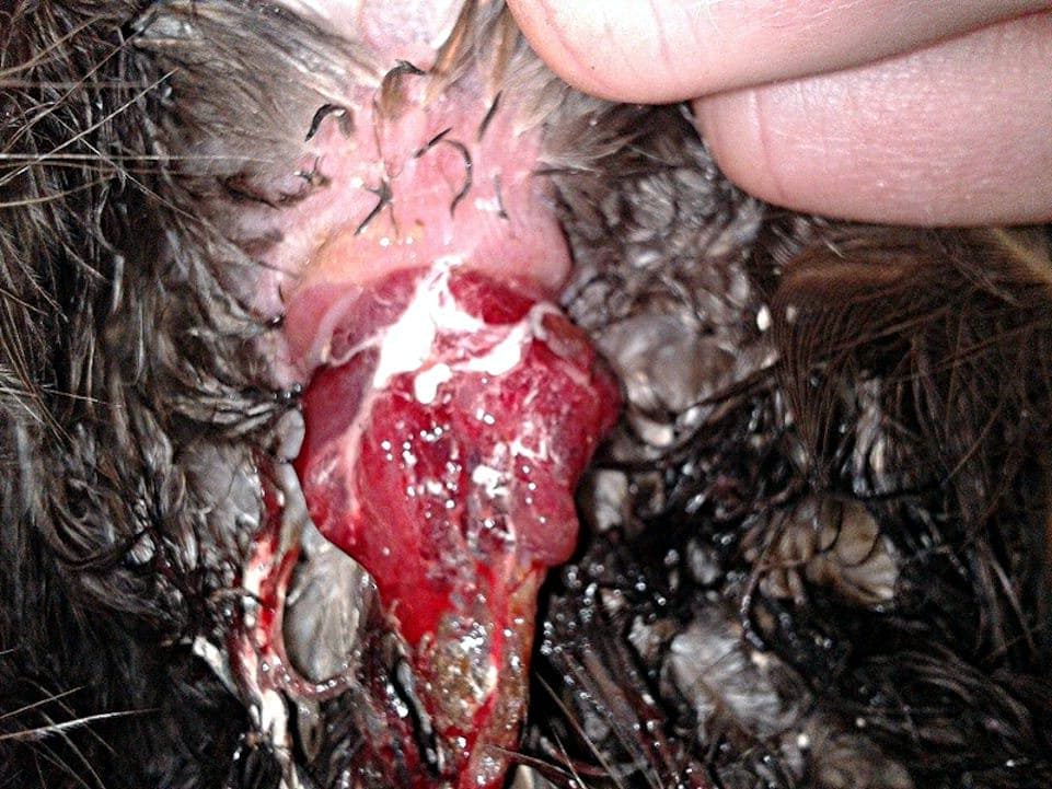prolapso del ovioducto
