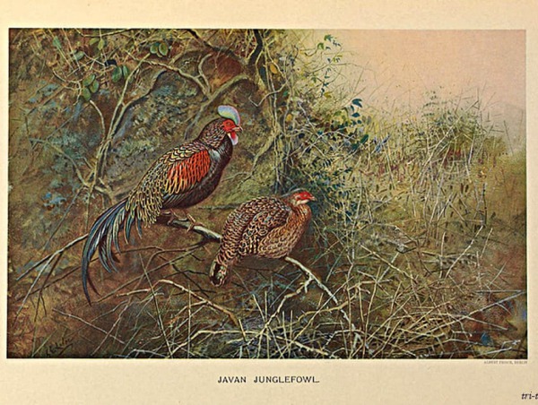 Gallus Varius. publicado bajo los auspicios de la Sociedad Zoológica de Nueva York por Witherby Y Co