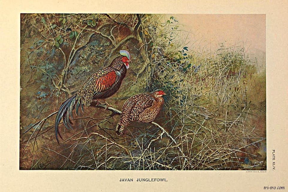 Gallus Varius. publicado bajo los auspicios de la Sociedad Zoológica de Nueva York por Witherby Y Co