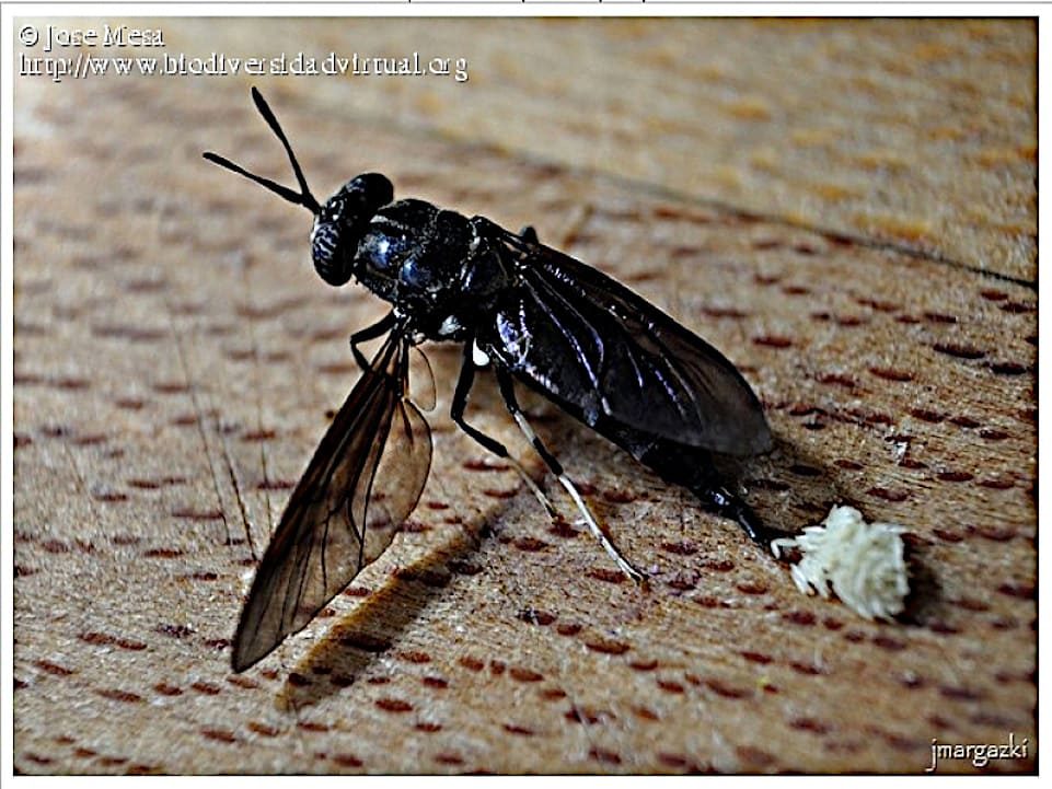 Puesta de huevos mosca soldado negra