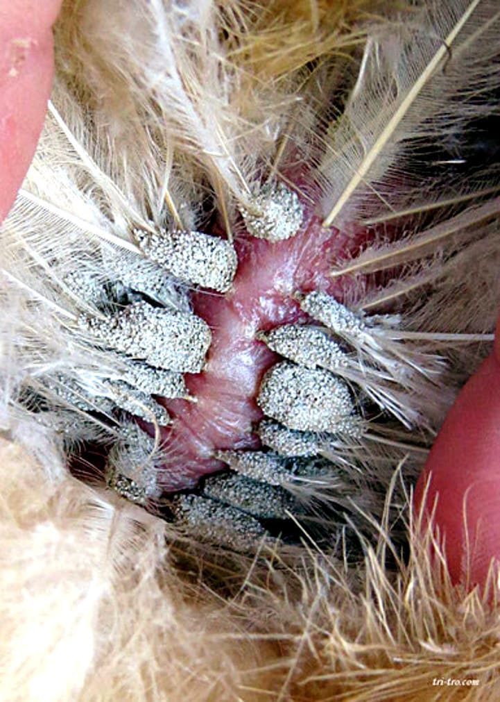 Puesta de piojos en una gallina.