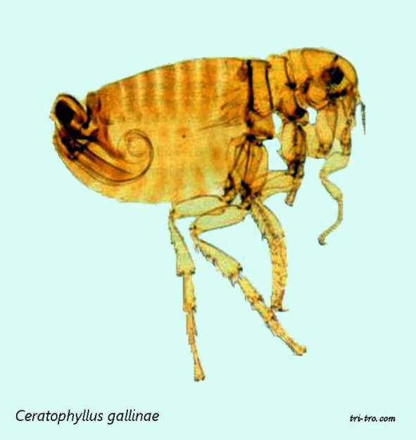 Pulga Ceratophyllus gallinae