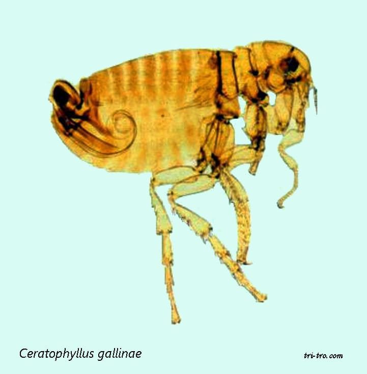 Pulga Ceratophyllus gallinae
