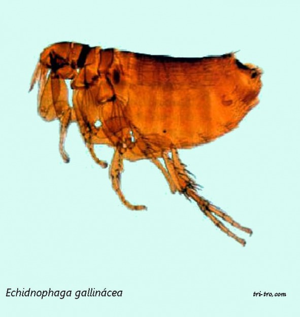 Pulga Echidnophaga gallinacea