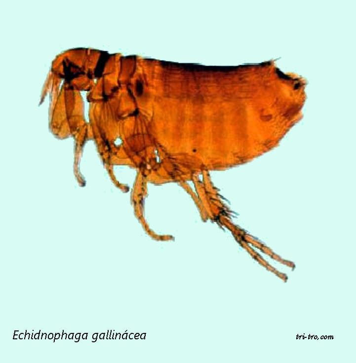 Pulga Echidnophaga gallinacea
