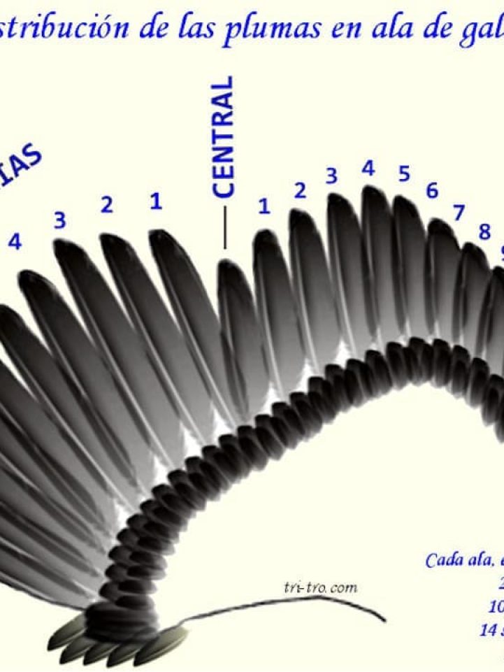 Distribución de las plumas en ala de la gallina.