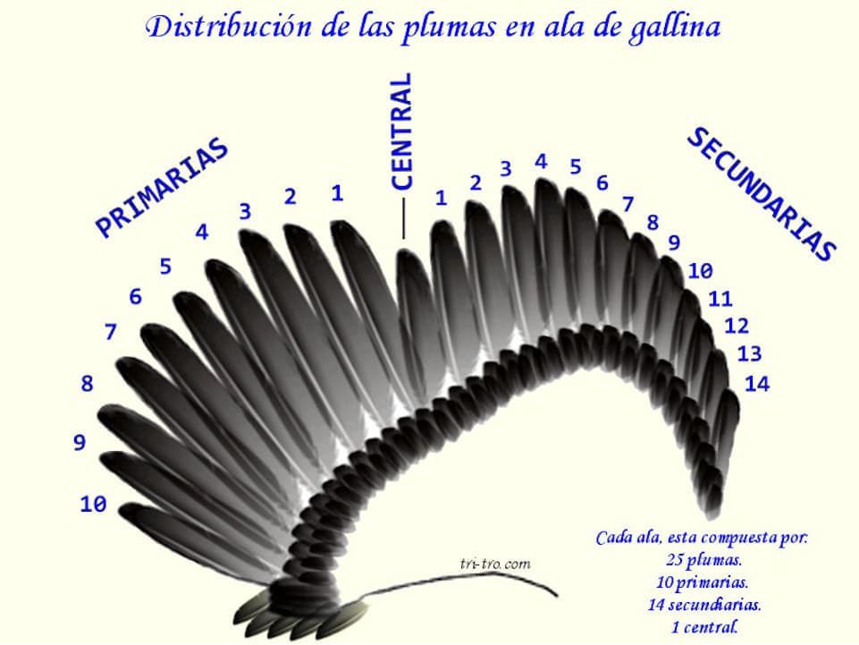 Distribución de las plumas en ala de la gallina.