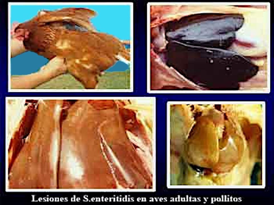 Tifosis Aviar