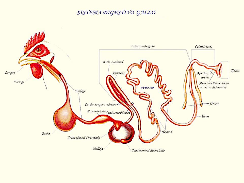Sistema digestivo gallo.