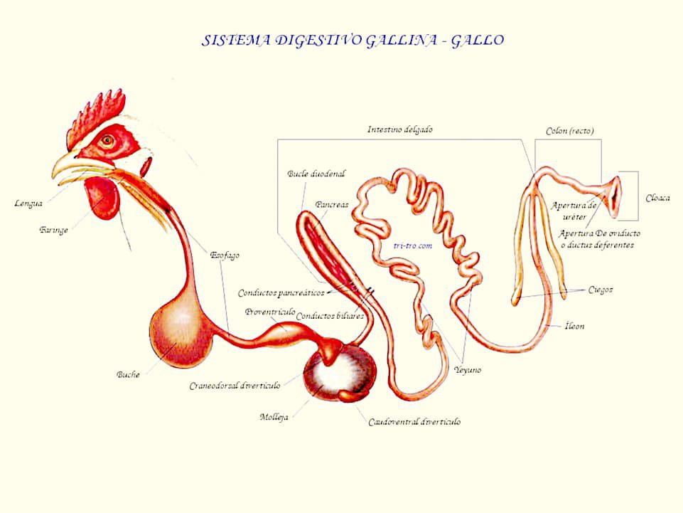 Sistema digestivo gallo gallina