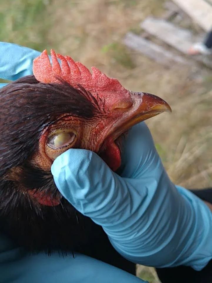 tratamiento coriza gallinas limpieza ojo infeccion