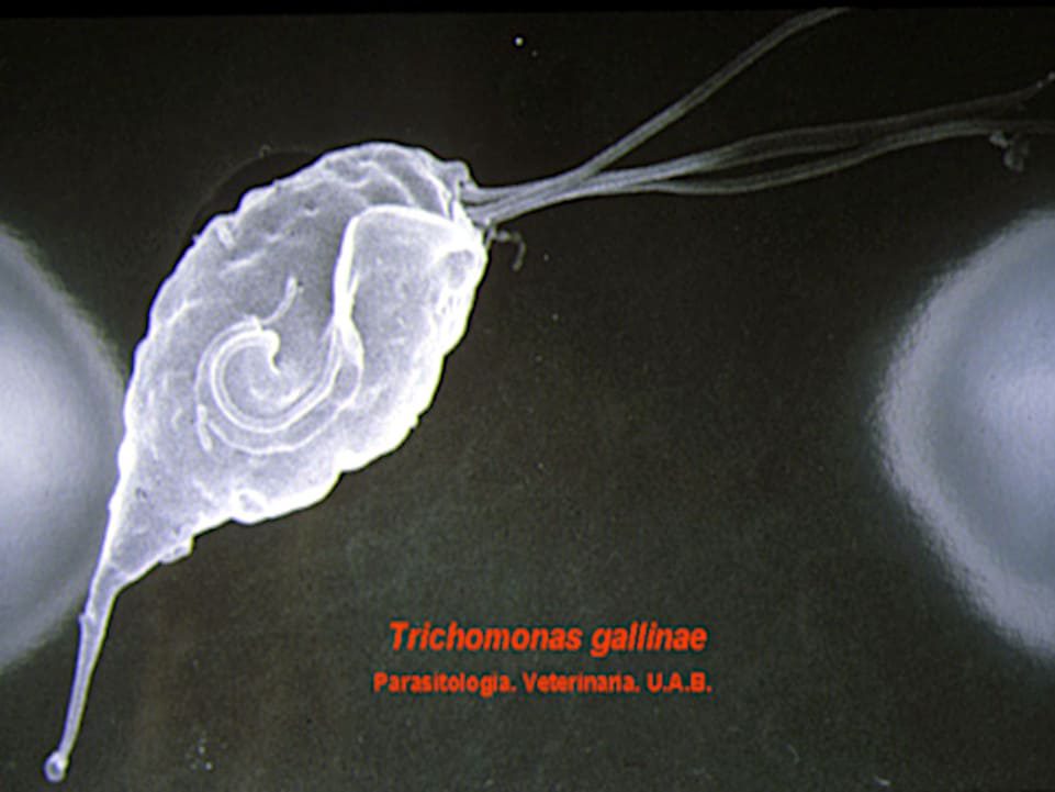 trichomonas gallinae
