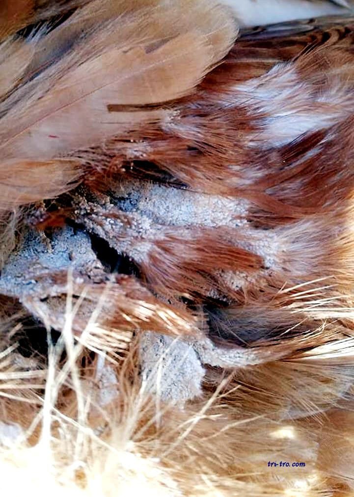 Una gran infestación nidos piojos en gallina