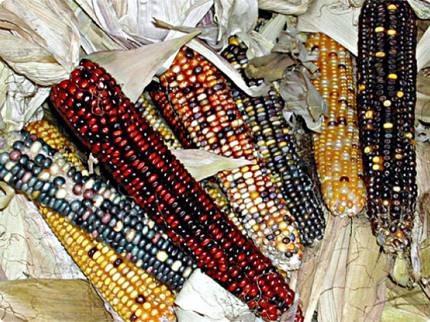 Variedades maíz