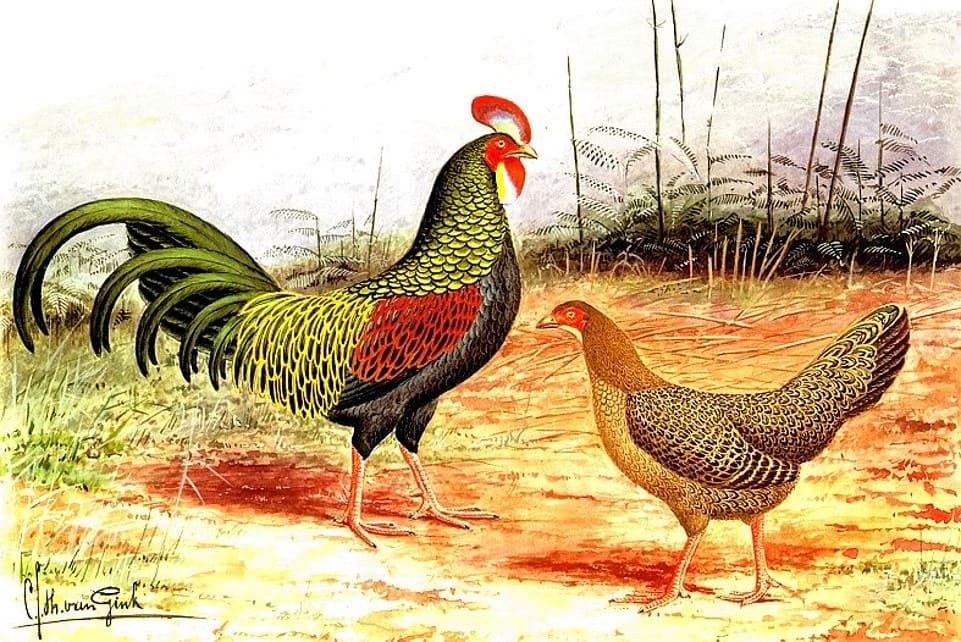 Lámina pareja Gallus Varius.